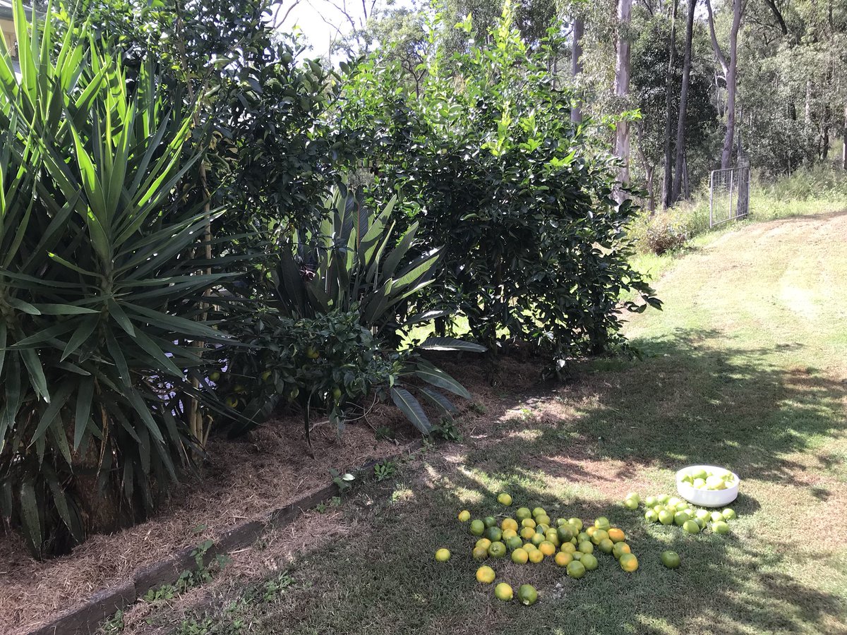 hillyshoist's tweet photo. #limes #manderines #homegrown #bumpercrop https://t.co/4VYYWYcWFK