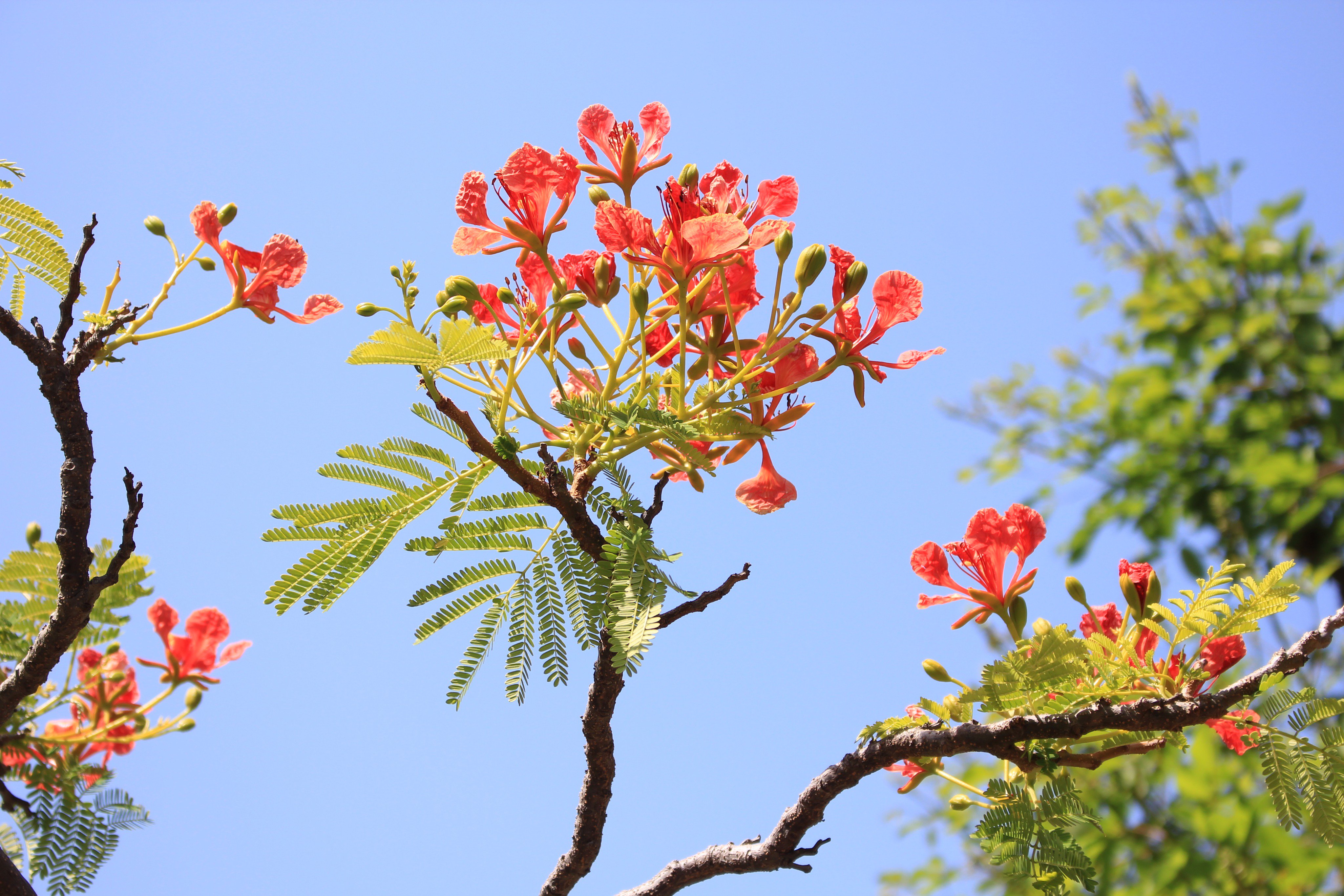 咲くやこの花館 世界三大花木 の１つ ホウオウボク が開花しております 中国の伝説の鳥 鳳凰 ほうおう に見立てた美しいお花です 原産はマダガスカル島ですが 日本では沖縄県にて梅雨時期に開花し 街路樹にもなっています 当館では熱帯 花木室外