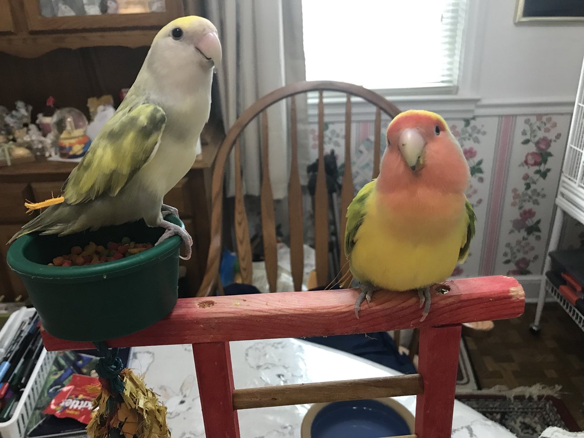 genejm29's tweet image. Maxine and Emerald say #GoAtlas #GoCentaur #GoInSight and pleasant dreams #TheDailyLovebird