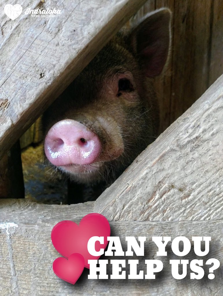 WE’RE SO CLOSE!! Raised $5,515 of our $7K goal. Donate b4 midnight TONIGHT 2 have your gift doubled or even TRIPLED 4 the animals. The 1st $1K we raise today will be tripled &amp; the rest up 2 our $7K goal will be doubled <a href="/ScrantonAreaFdn/">Scranton Area Community Foundation</a>’s #NEPAMatchDay2018
bit.ly/2KyMik6