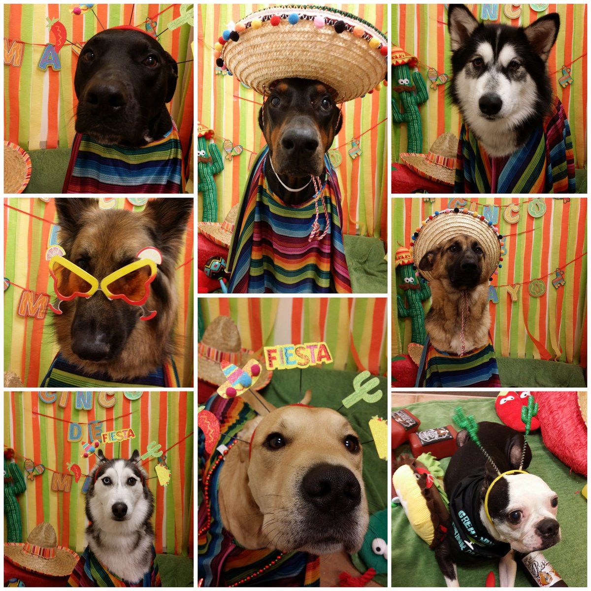 Cinco De Mayo 🌵#inspiredbypets <a href="/RaySims571/">rsims</a> <a href="/JschroederJamie/">Jamie Schroeder</a> <a href="/JoannaZucker/">Joanna Zucker</a>