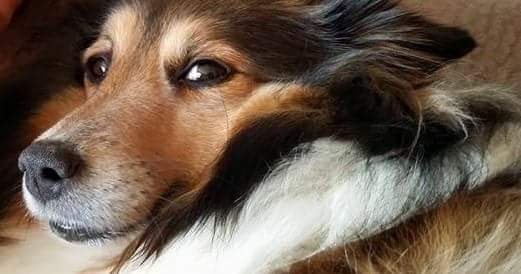 SlothBob1's tweet photo. Ain't nothin but a Sheltie (sheddin' all the time)  #WriteASongIn5Words - kind of works LOL #dogs #sheltie #shetlandsheepdog #doggy #doggie #doggo 🐶 https://t.co/jnQTNb0g4v