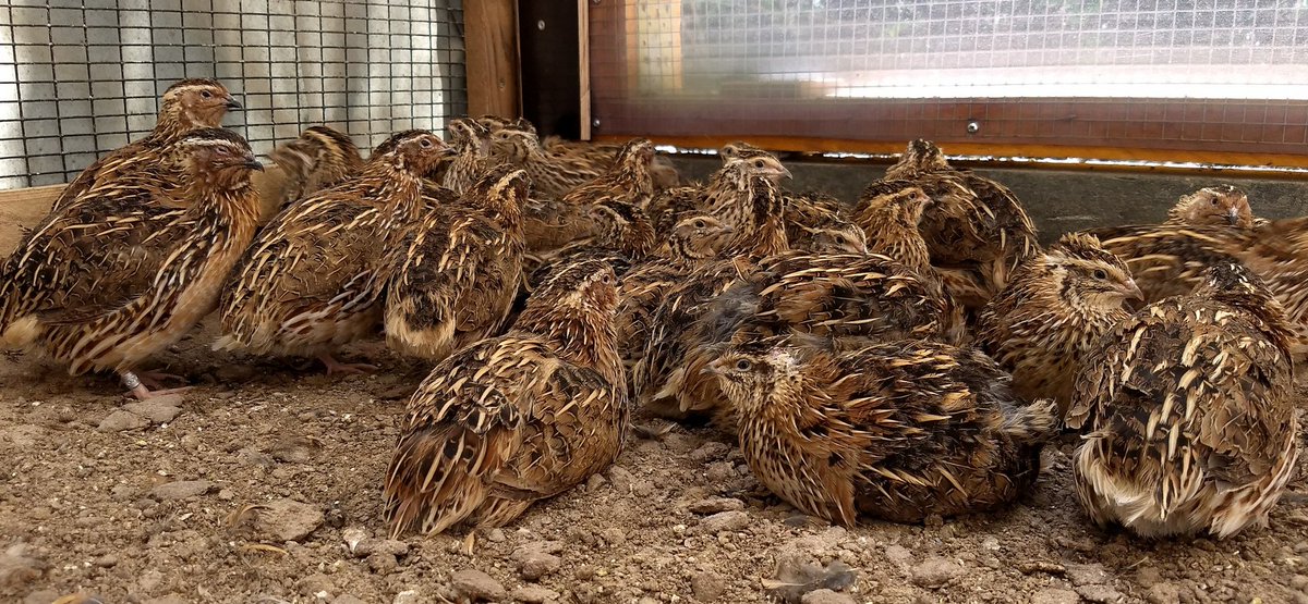 ChitiArvind's tweet photo. It's #WMBD2018 and though not your popular snazzy flier, believe it not, #Coturnixjaponica migrate! According to @IUCNRedList #JapaneseQuail breed in East Asia and frequently are winter migrants to the South! #QuailUpdates #WorldMigratoryBirdDay https://t.co/YhZen5R80q