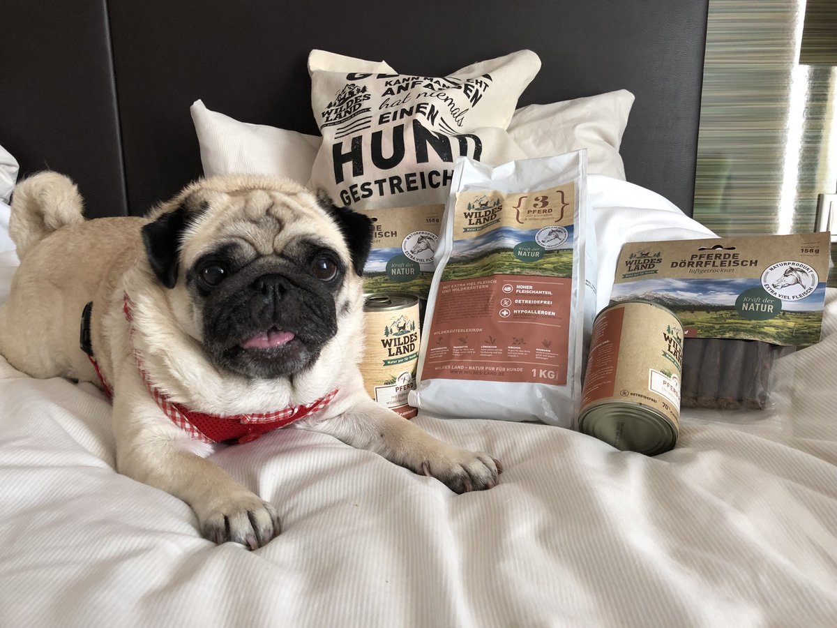 mopsdame's tweet photo. Everything for me😀 Thx to #wildesland #interzoo #interzoo2018 #mopsdame_zoe #mops #pug https://t.co/FhSysy7j2d