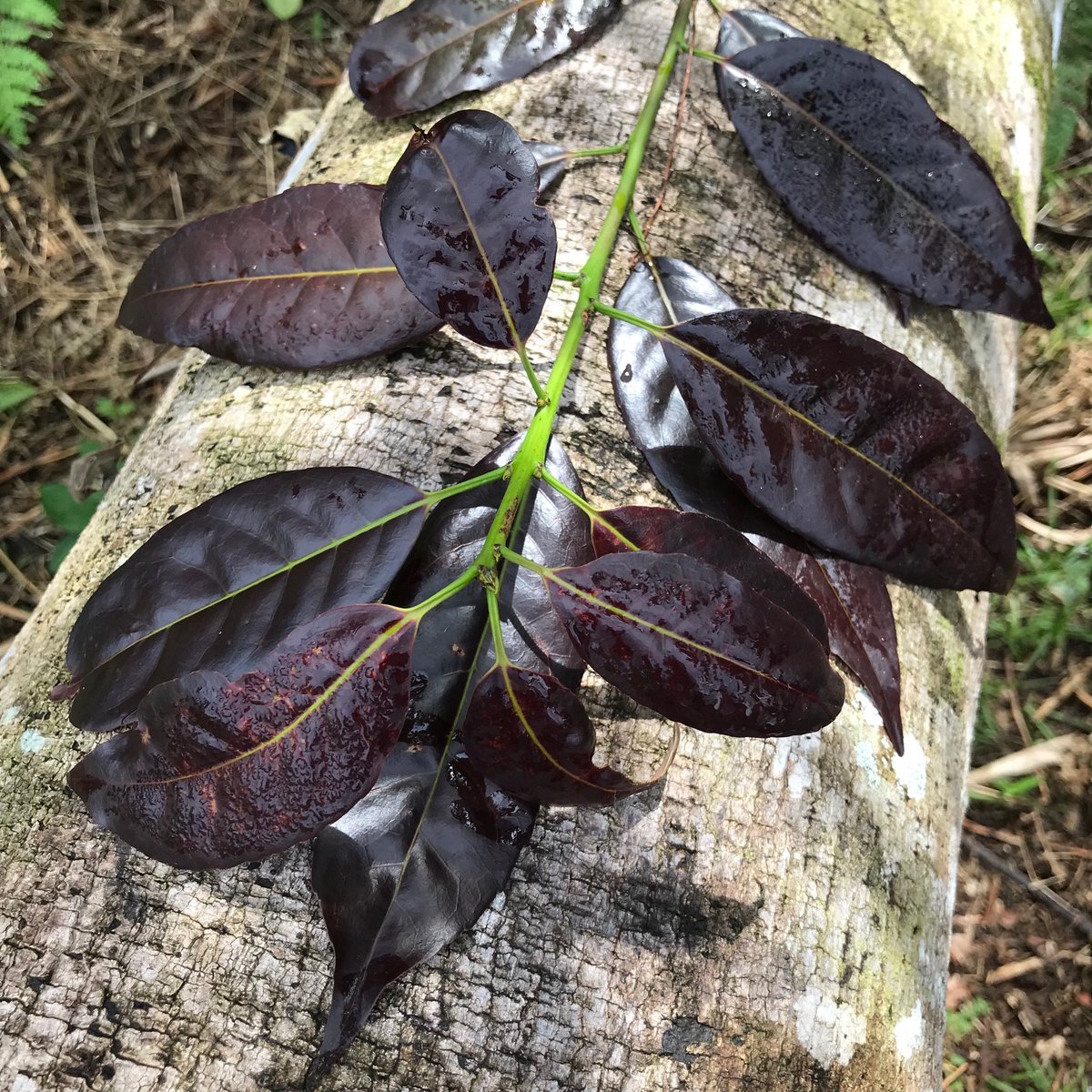 vwgarces's tweet image. Plum Guayusa @YHUlife