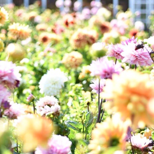 PLANT SALE TODAY!!! 🌺 And tomorrow! At the beautiful Fuller Gardens - 10:00 - 3:00 on Saturday and Sunday!