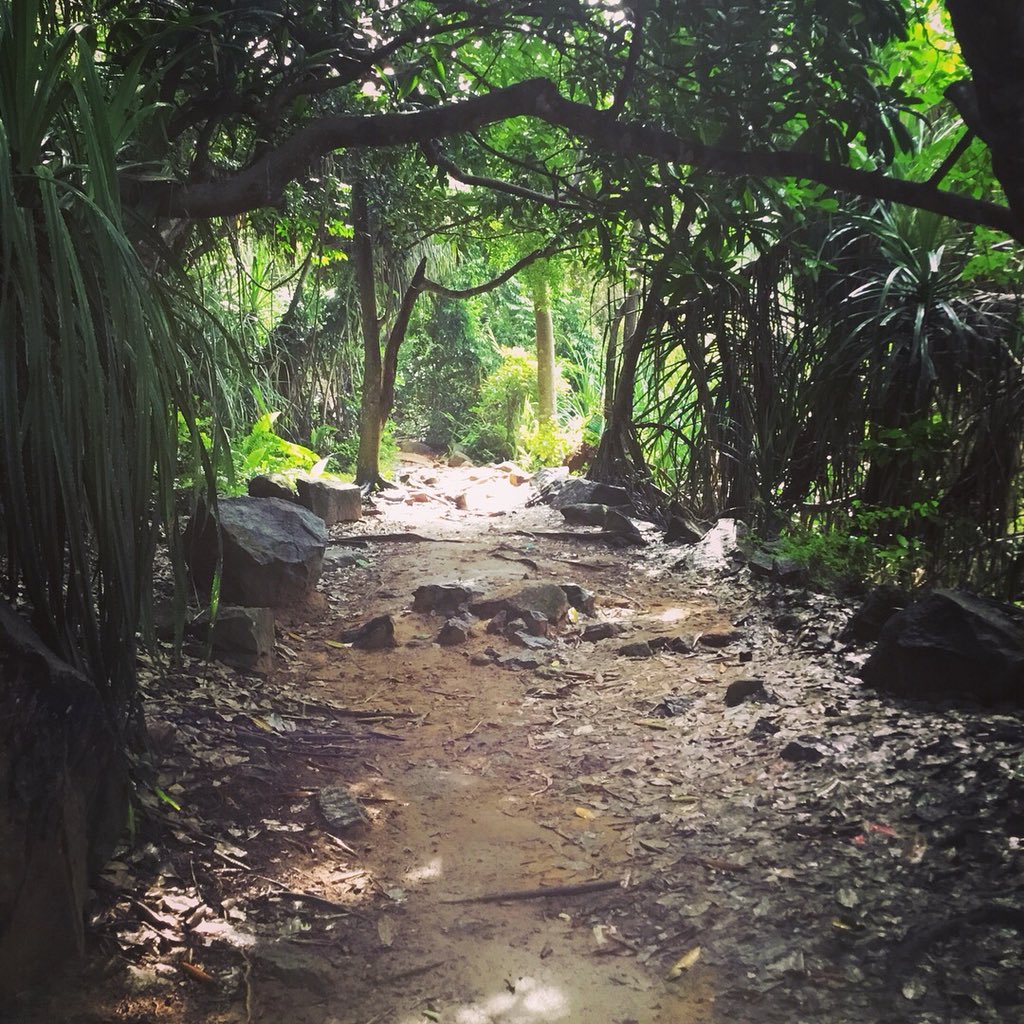 NomadSri's tweet photo. We went on a mini #hike through the jungle today and found a secret #beach just ten minutes drive from our talpe #cowork station! 

Swipe right to see our hike or send us a DM to find out more about visiting one of our #digitalnomad friendly locations in #srilanka! 🇱🇰🌴🌊 https://t.co/hGuXXbZt27