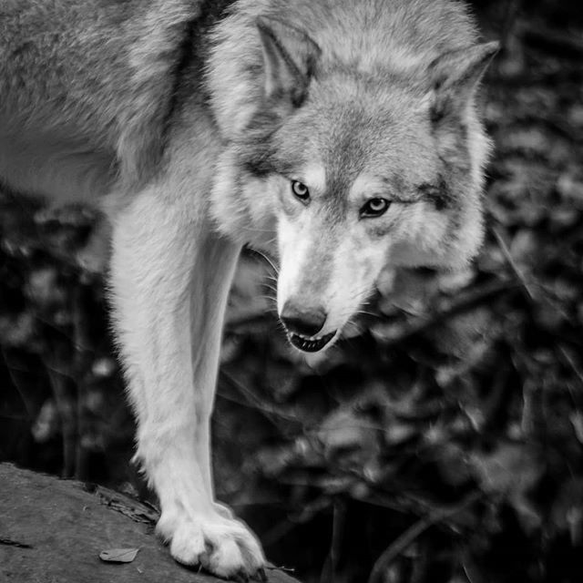 garydougherty_'s tweet photo. Beautiful #Wolf #kroschel #wildlife #haines
.
.
#naturalalaska #alaska #alaskamagazine #sharingalaska #optoutside #canon #photography #mothernature #naturelovers #nature #naturephotography #hiking #lifestyle #explore #adventure #travelalaska #explorealas… https://t.co/lq98orBOrN https://t.co/jfdveMopbW