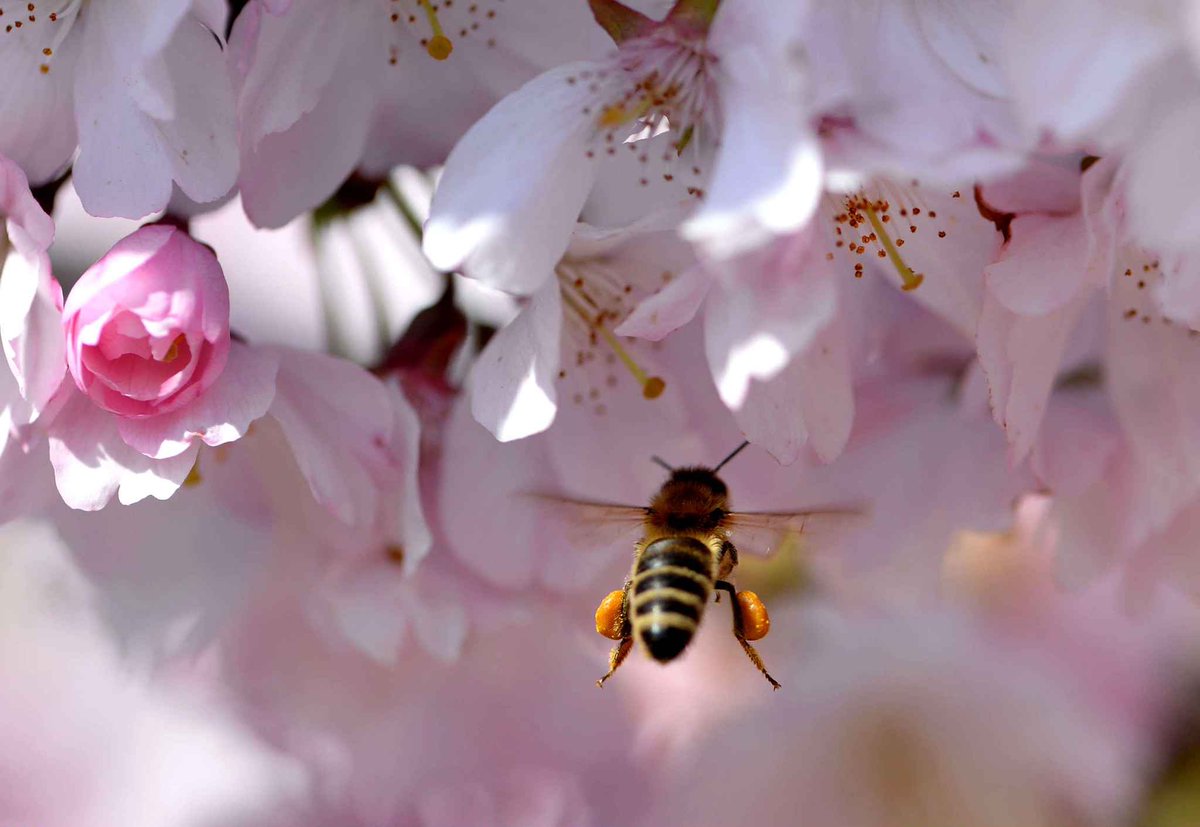 Какие отношения складываются между вишней и пчелой. Пчела на яблоневом цвете. Пчелы на весенних цветах. Цветущая вишня с пчелой.