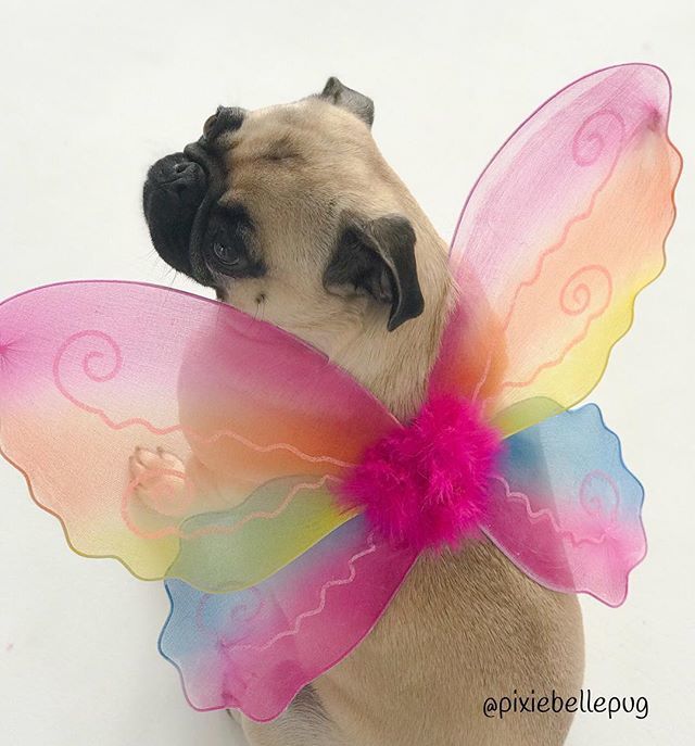 Never hide your wings... 💙💗🧡💛
.
.
.
#charlierose🌹#pixiebellepug #puglife #pugface #pugstagram #pugsofinstagram #dogsofinstagram #pugoftheday #pugsnotdrugs #pugfan #puglifemag #pugs #ilovepugs #mops #dogphotography #flatnosedogsociety #squishyface… ift.tt/2rCTnIN