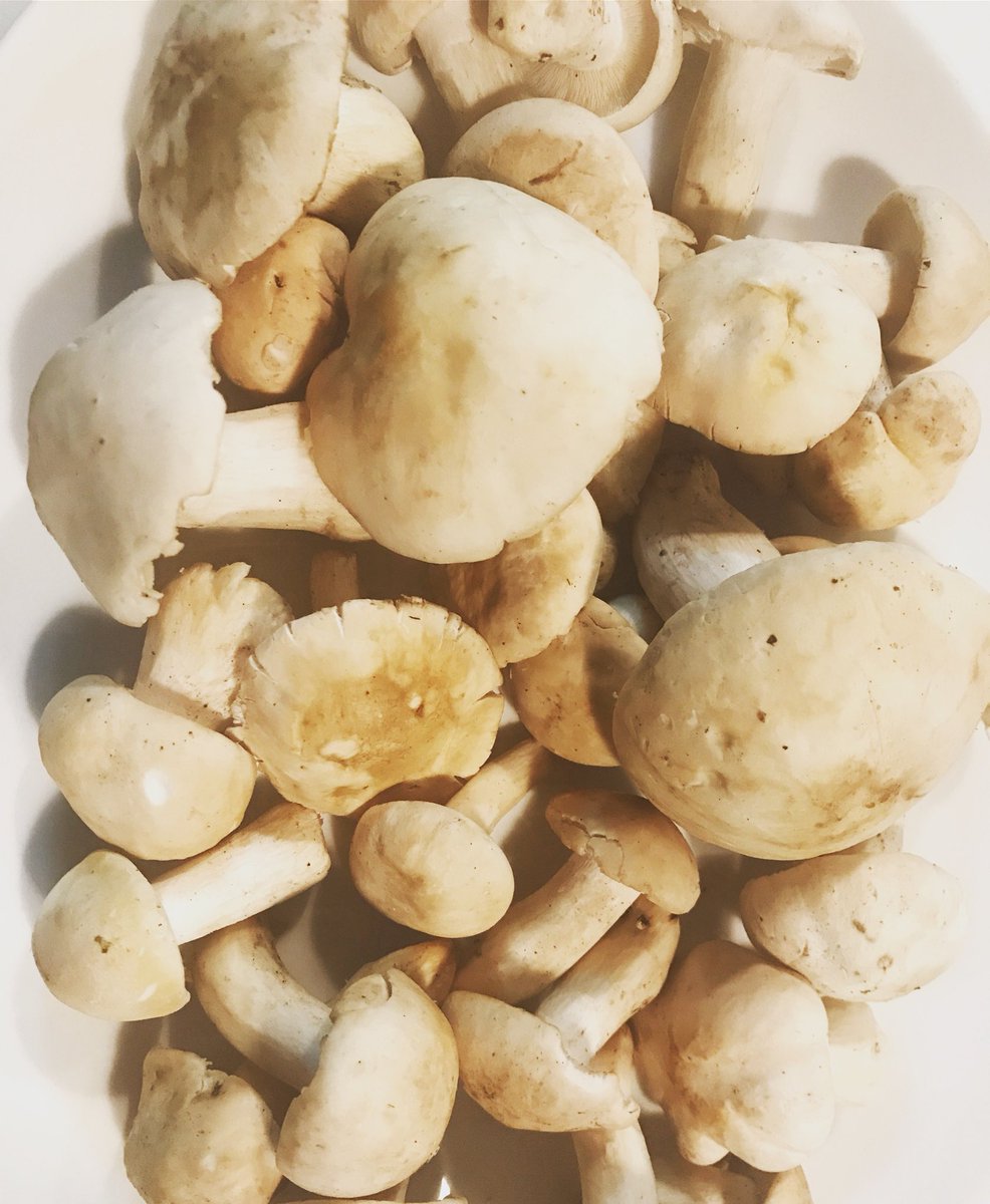 Recién llegadas, más frescas imposible!!!!