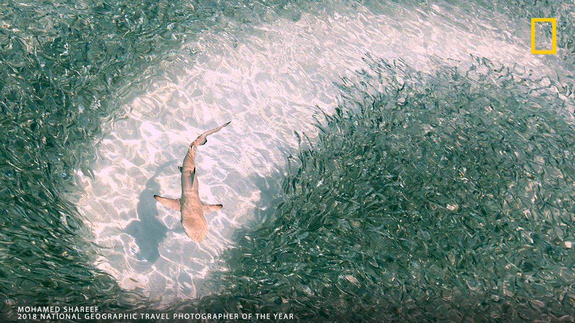 NatGeoHistory's tweet photo. A baby black-tip reef shark swims through a school of sprats in the lagoon of Mirihi Island in the Maldives in this crystal clear capture by Mohamed Shareef.https://t.co/Eq2Lj27aTC https://t.co/cn4j0ny2zA