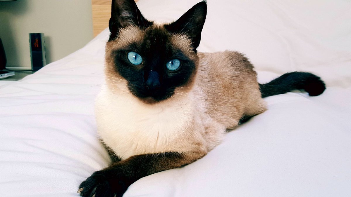 DevovoTV's tweet photo. Quand je vois se que sont devenues les petits chatons ... je suis fier ! Le frère et la sœur des canons 😍 ils ont bien grandit depuis la vidéo https://t.co/gGrTaV31GJ