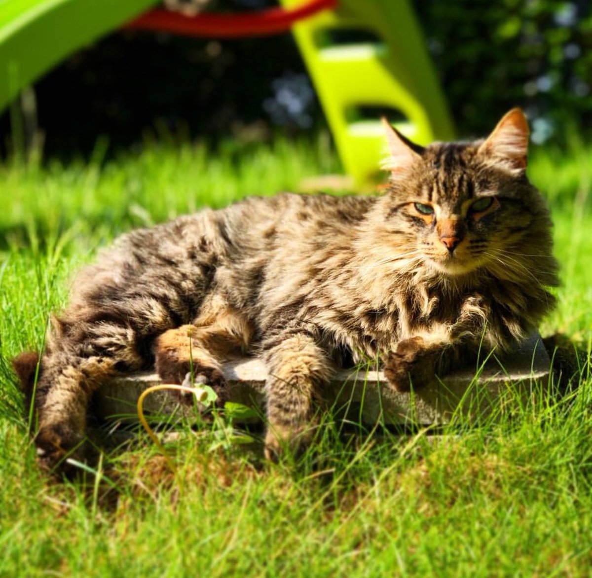 DevovoTV's tweet photo. Quand je vois se que sont devenues les petits chatons ... je suis fier ! Le frère et la sœur des canons 😍 ils ont bien grandit depuis la vidéo https://t.co/gGrTaV31GJ
