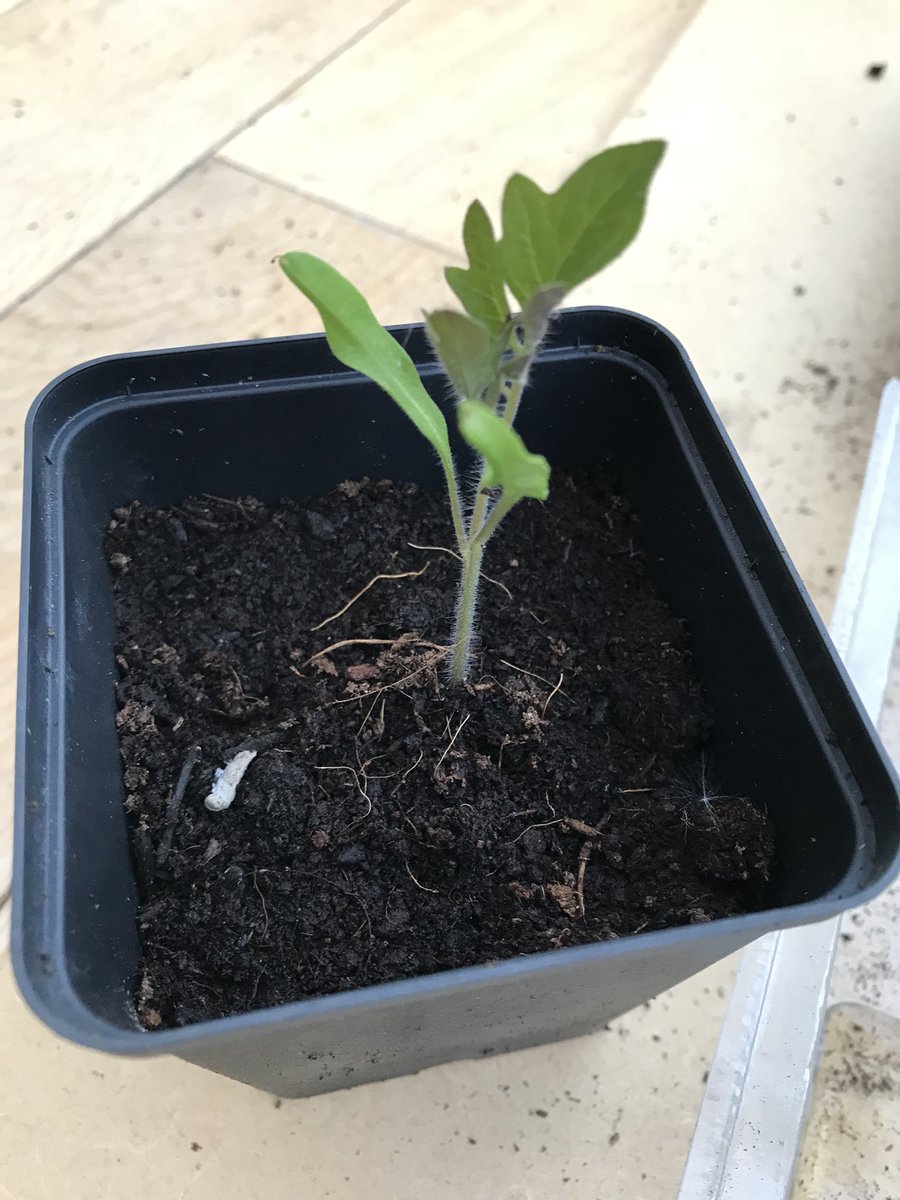thatsyourplot's tweet photo. I sow my Tomatoe seeds low in the pot, then fill the compost in later to give them more roots #gardening #allotment #gyo https://t.co/SPHNq9nDkN