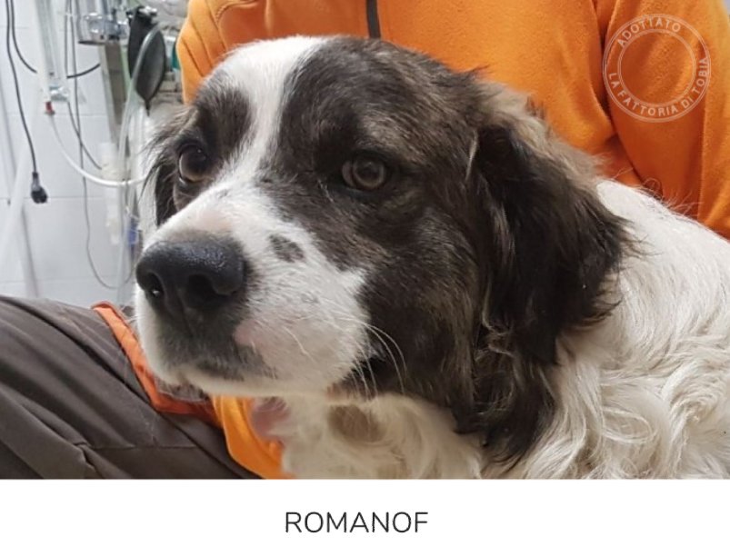 fattoriaditobia's tweet photo. #ROMANOF adottato!!! ๐๐๐ https://t.co/PjZdchD0t2