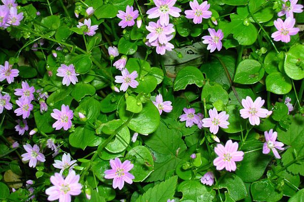 FirstChoiceVeg's tweet image. FORAGING more fantastic #seasonal #springproduce arrived just #foodporn #edibleflowers #wildfoods #cherryblossompink (500grm) #sweetcicely (500g) #pinkpurslane (500g) #pennywort (100g) @RonMaxfield @GauthierSoho @chef_chantelle @thechefsforum @LoveBritishFood @DandDLondon