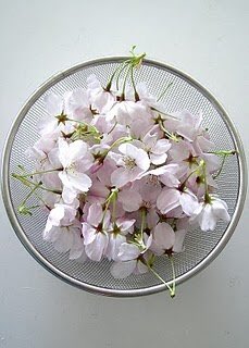 FirstChoiceVeg's tweet image. FORAGING more fantastic #seasonal #springproduce arrived just #foodporn #edibleflowers #wildfoods #cherryblossompink (500grm) #sweetcicely (500g) #pinkpurslane (500g) #pennywort (100g) @RonMaxfield @GauthierSoho @chef_chantelle @thechefsforum @LoveBritishFood @DandDLondon