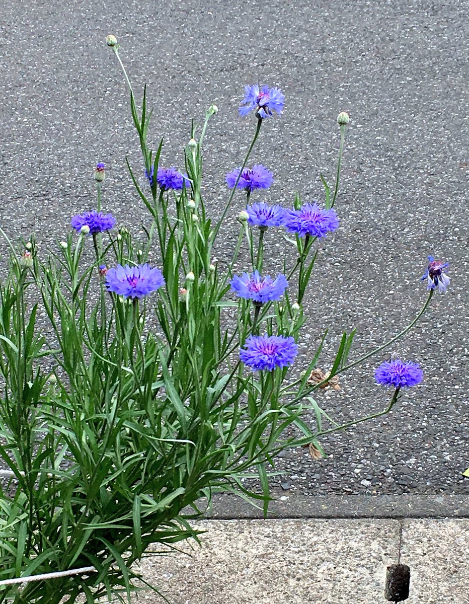 クルクマっち 紐がないと倒れるけどこの感じ好き 矢車菊かっこいい 今日もバラがきれい ２つ仲良く 去年より大きいな 挿し木 で冬越しした小さなニチニチソウの気が早い もう少し育てなくては ポーチュラカも根っこはほぼなかったのに冬越せた 強い