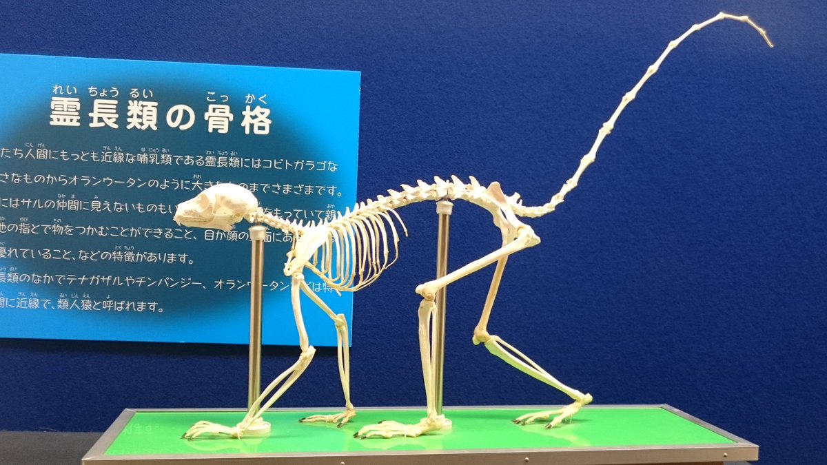 1枚目：#ワオキツネザル の骨格標本。#到津の森公園 寄贈。 尻尾も