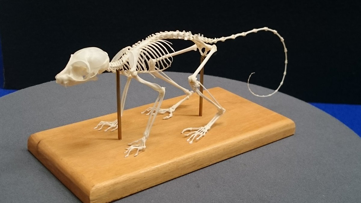 1枚目：#ワオキツネザル の骨格標本。#到津の森公園 寄贈。 尻尾も