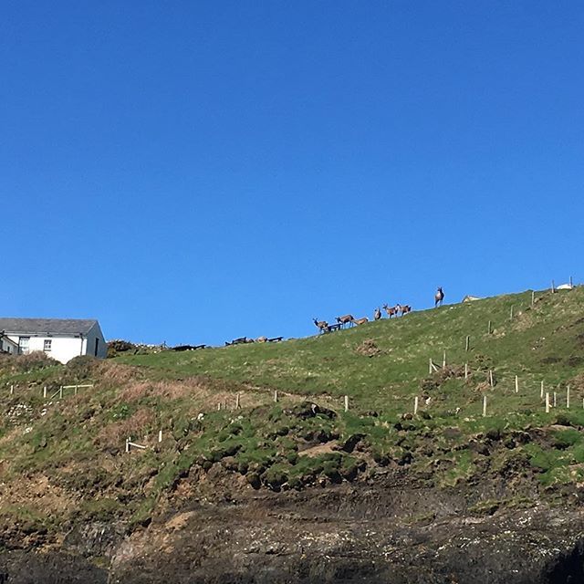 Falcon_Boats's tweet photo. Gorgeous weather today for boat trips! Nice of Ramsey’s wild red deer to put in an appearance. https://t.co/zVswzmx9wd https://t.co/zyfU3ZTN2I