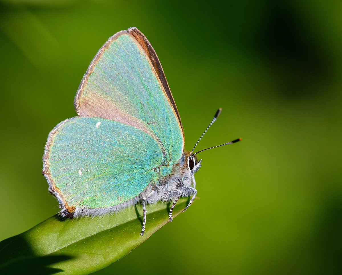 savebutterflies's tweet photo. We're at #RHSMalvern! Pop over to our stall where you'll find us handing out free tape measures and ideas to help make your garden wildlife friendly.
We have a free membership offer too so don't miss out! #PollinatorPlots @malvernshows https://t.co/nBuGNibuxS