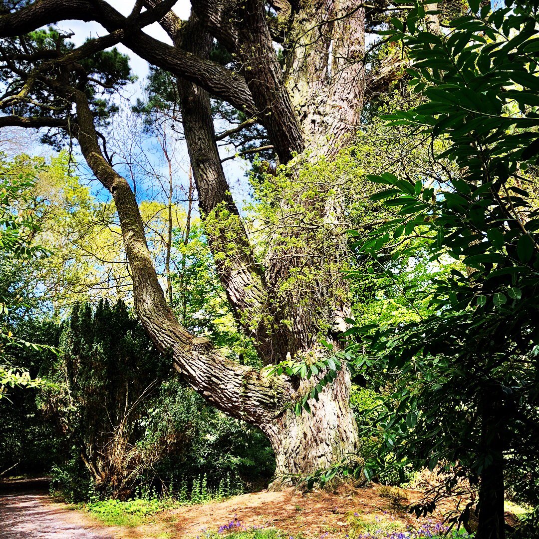 LaoisLoving's tweet photo. @eoinbarry Emo Court &amp; Gardens https://t.co/e28SLSo9SM