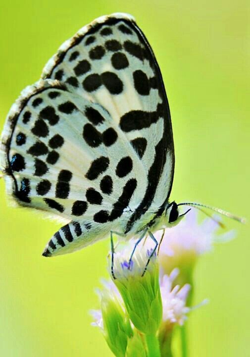 My dear friends &amp; all 🌼💛 beautiful day to everyone 🍃🙋