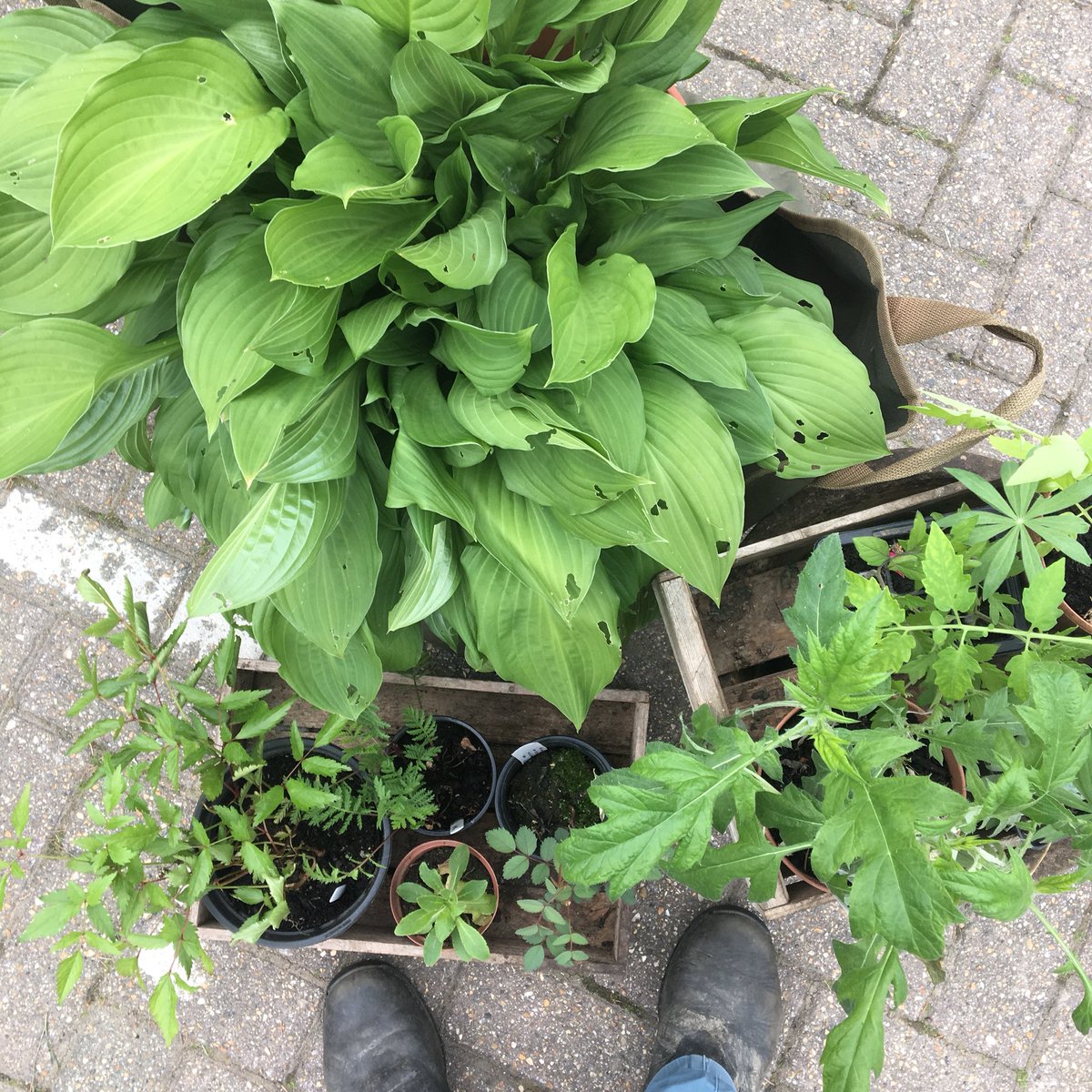 lisasthinks's tweet image. You’ve got to love a local charity plant sale. Rhubarb &amp;amp; ginger cake to go too.