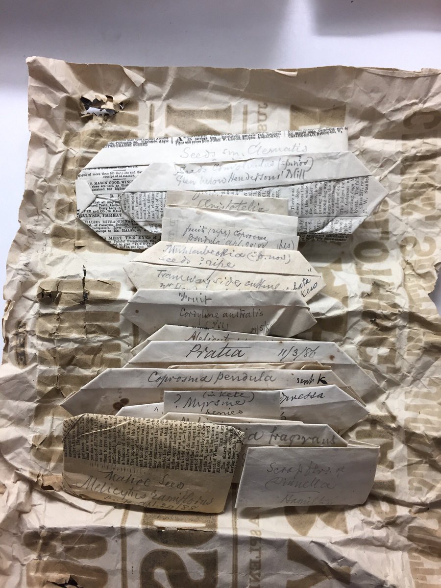CarlosLehnebach's tweet photo. Sometimes #NewPlantSpecies are discovered when you less expect it..130 years ago, on a day like today, #NZbotanist #WilliamColenso fell into a creek &amp; collected #seeds of a #newplantspecies he later described and name #Coprosma coffæoides. #WELTherbarium @Te_Papa https://t.co/lKH6cIhI5k