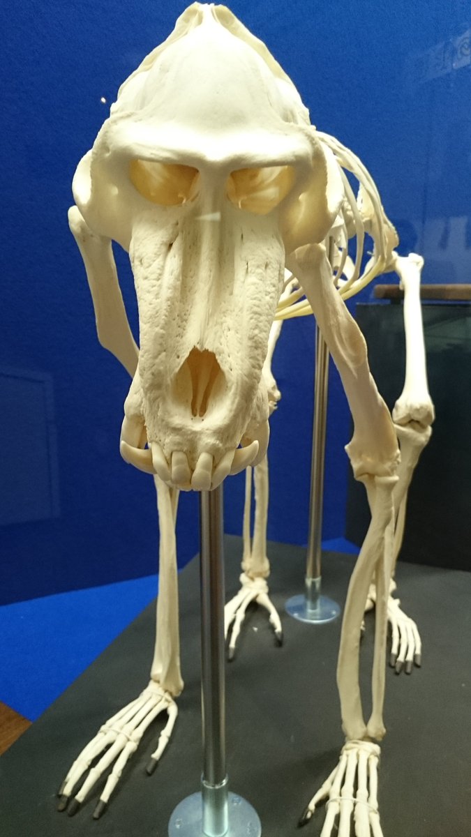 マンドリル！ 猿の骨格標本の中であなただけは頭骨で何かわかりまし
