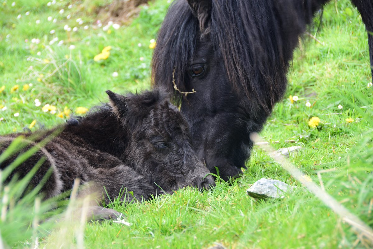 Cut_the_rain's tweet photo. Brand new Shetland pony! '@shetland @shetlandpony https://t.co/blaf6qt00V