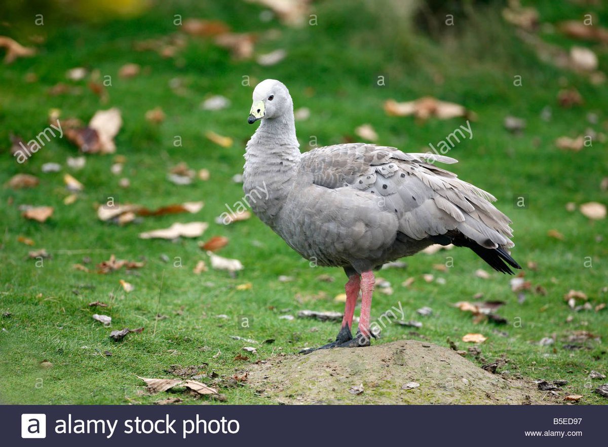 Cape Barren geese from the island of Cape Barren, are one of a handful of animals that can safely drink salt water. They filter the salt out of a gland on the top of thier heads! #capebarren #capebarrengoose #saltwater #goose #geese #bird #kikisfunanimalfacts