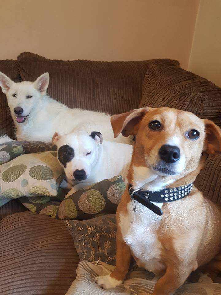 AnimaladoptionI's tweet image. Ooh.... look at brave Raffles... I think she wants to be a #sofadog too! 😍😍 #adoptdontshop #rencockett #romaniandogs  @nizzywhiz