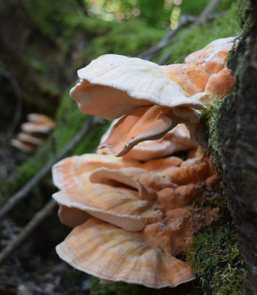 Chicken of the Woods is currently fruiting abundantly all over the UK. Blog post with recipe (COTW in cream and herb sauce): geoffdann.co.uk/?p=2340  #foraging #fungi