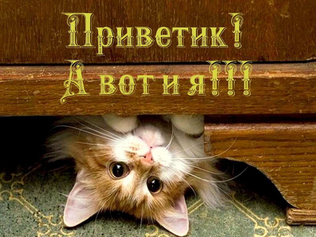 Привет прикольный картинка, окончанием