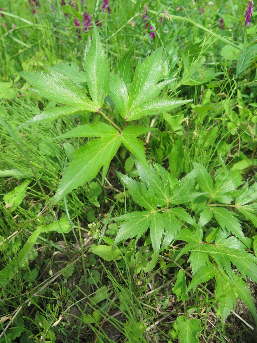 たつ たかし龍 隆 おはら野 アシタバ セリ科 シシウド属 多年草 数年で花が咲くと枯れる 葉っぱと茎を食す ウド シシウド 山の荒れ地 林縁 道路わきに多い はわざわざ植えるまでもないが アシタバは植えねば 喰えない