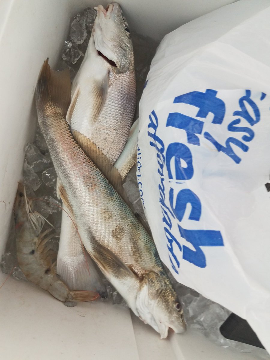 SurfCityPier's tweet photo. #SaturdaySuprises at #SurfCityPier currently 68° with a SSW at 2mph.. the tide is high.. low is at 12:38pm... catching a few blues, Spanish and mullet #FishHuntPhotos #IslandLife #PierLife #FoggyStart https://t.co/HVJUjjtwCm