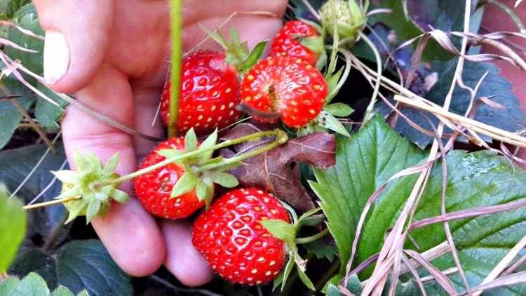 SEMENTES INFORMATIVAS

Boas xentiña!! Aqui vos deixamos información para que, agora que parece que llega o bo tempo e é tempo de fresas🍓🍓,  tamén se poden cultivar na casa

Obviamente, neste cultivo tamén podemos empregar o #CompostDaCasa

buff.ly/2ryOr6A