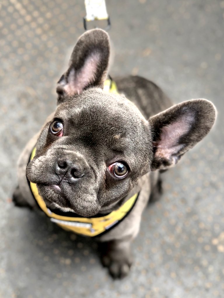 bandvtrading's tweet photo. Here’s the handsome Bruce melting hearts down at the fab & #dogfriendly @altrinchammkt this morning, stocking up on #healthydogtreats & cuddles!! Can’t wait to see him at #moochwithyapooch have you sign up yet?! Head to @EventbriteUK and search “mooch with ya pooch” 🐾 https://t.co/tnuwXWyhHP