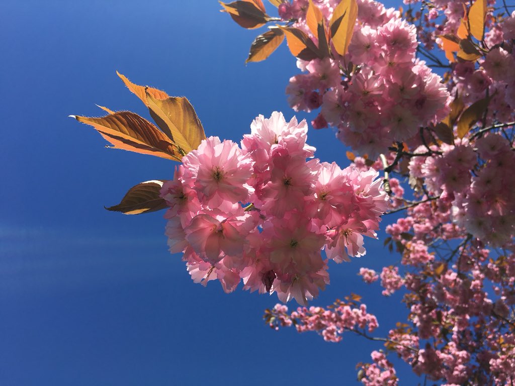 Annejphotos's tweet photo. What a beautiful morning to sit in the park! ☀️🌸💗
This is giving me the motivation to pick up my cameras soon 📸
#iphonesnaps #forfar #cherryblossoms
#findingmysparkle 🧠💖 #postconcussionsyndrome https://t.co/LVI2MMUoNA