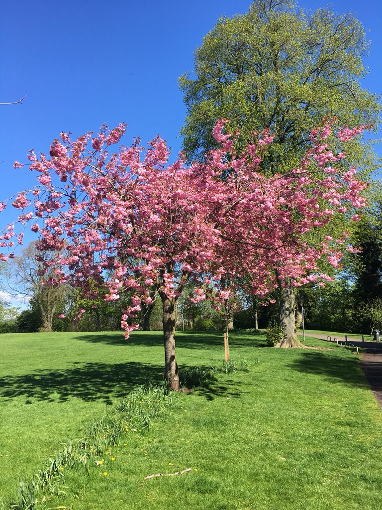 Annejphotos's tweet photo. What a beautiful morning to sit in the park! ☀️🌸💗
This is giving me the motivation to pick up my cameras soon 📸
#iphonesnaps #forfar #cherryblossoms
#findingmysparkle 🧠💖 #postconcussionsyndrome https://t.co/LVI2MMUoNA