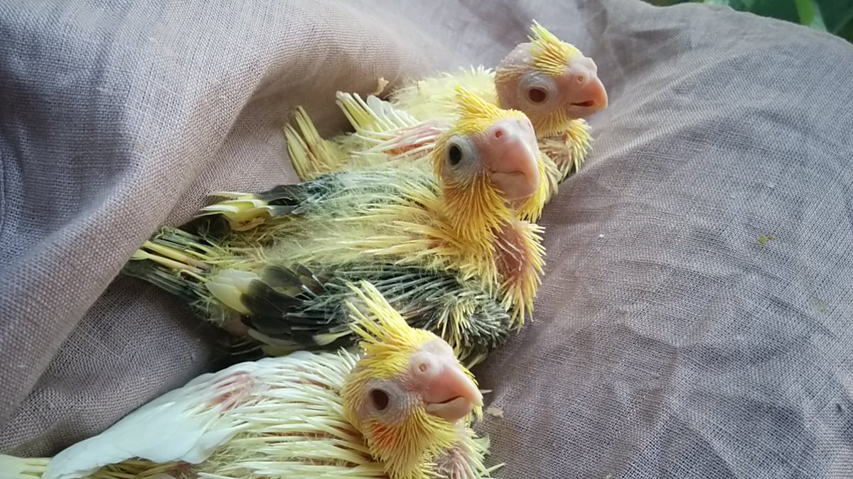 インコ雛販売 インコ雛販売