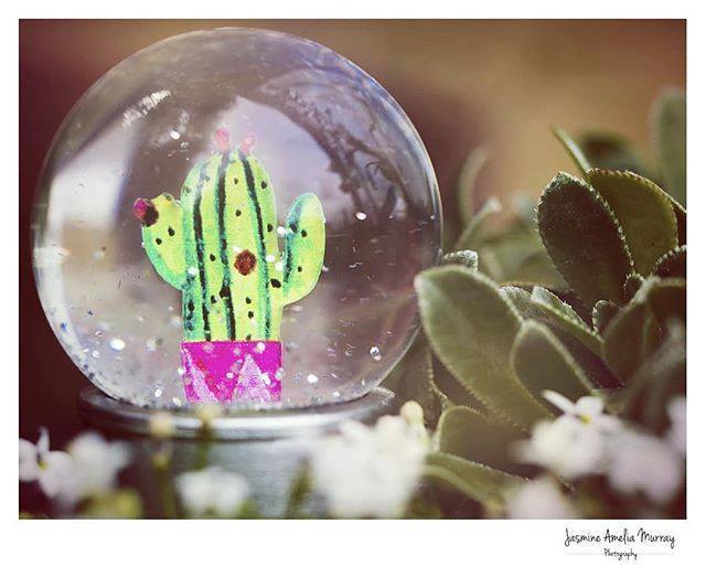 JasMPhotography's tweet photo. Cacti &amp; Succulents [19/52] #olympusuk #olympusomd #olympusomdem5 #bokehnation #bokehkillers #bokeh #bokehful #bokehlicious #depthoffield #pocket_dof #60mmmacro #macro #project52 #52weekproject #52weeks #project522018 #primark #primarkhome #cacti #cactus … https://t.co/w3QXX67UE8 https://t.co/xRVZ0Cli55