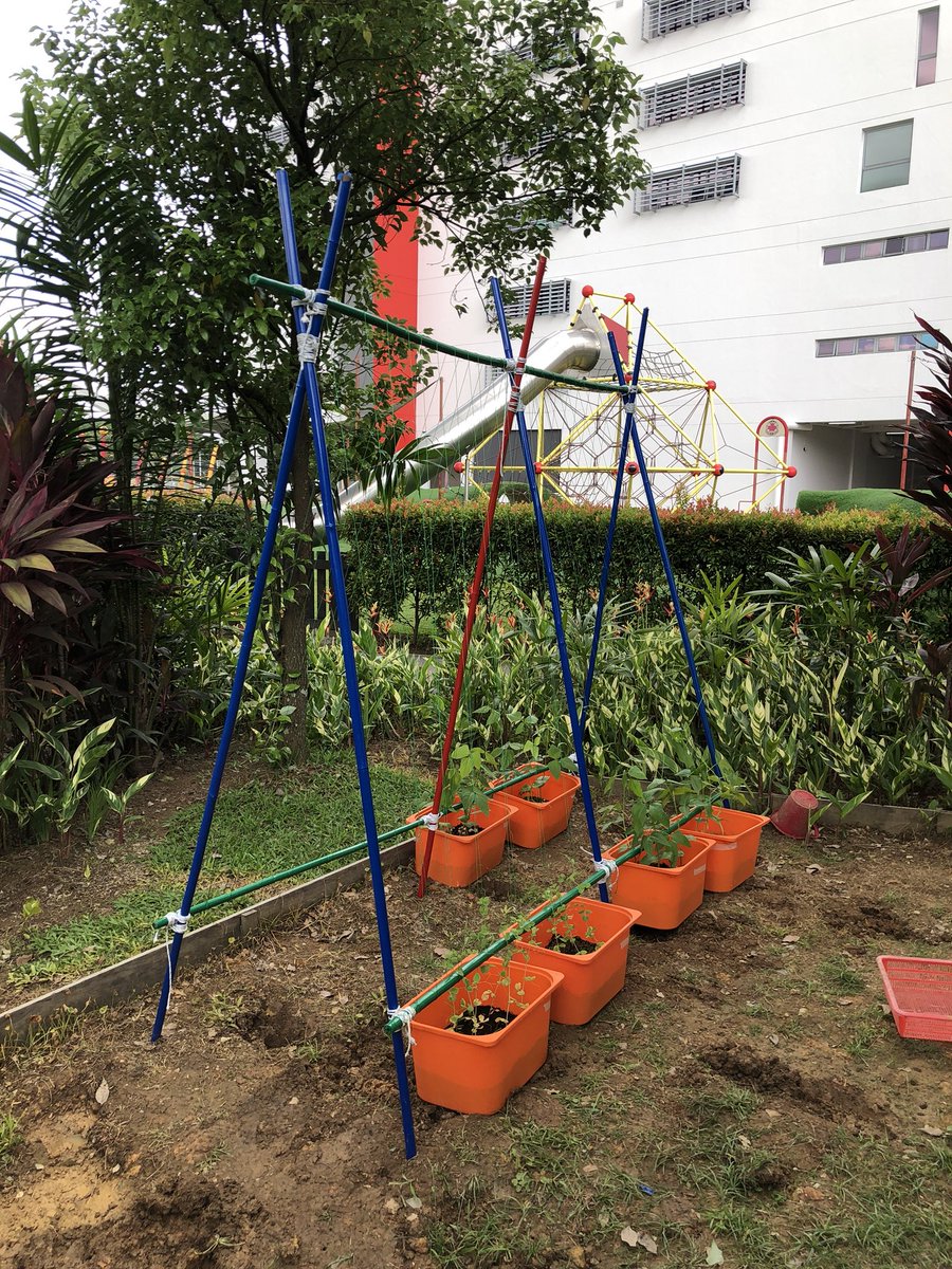 Bean &amp; Pea structure built! Now the kids can watch their plants race up up the strings! First step towards getting our veggie patch up and running! #cis #odc