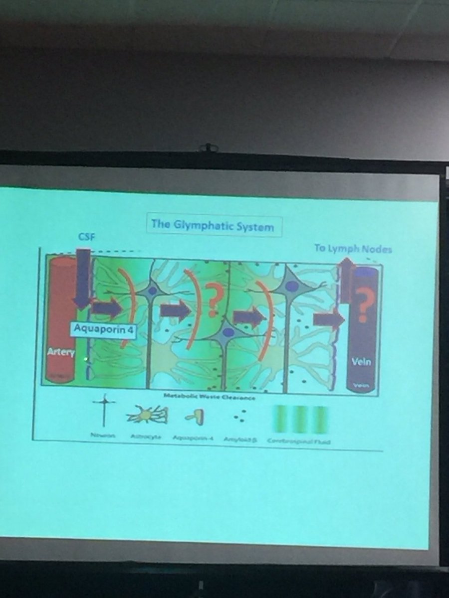 physiopodukltd's tweet photo. #MLDCONF18 Professor Roy Weller - now up presenting on The Lymphatic System for the Brain and the Glymphatic System https://t.co/cMoAyrfPuJ