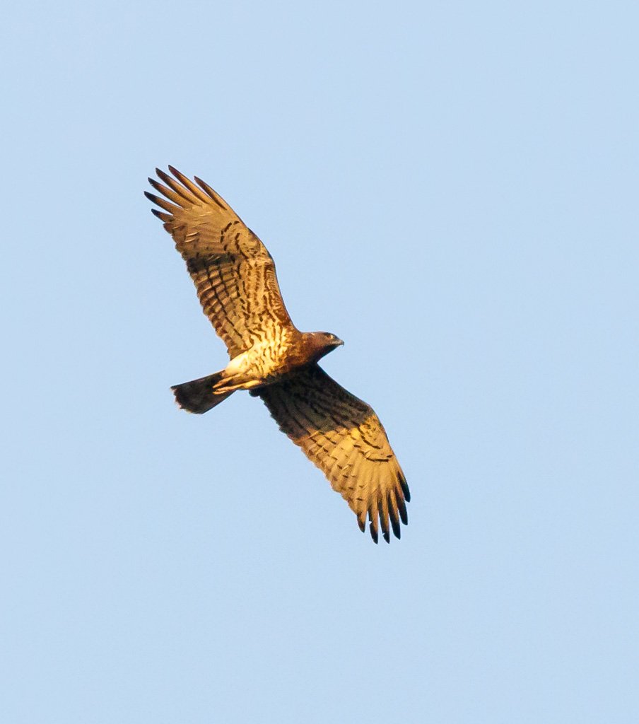 Apparently its #MigratoryBirdDay #InternationalMigratoryBirdDay so here is a Short-toed Snake Eagle not only a migrant but a rare vagrant seen last November at Na Ngua Thailand probably my rarest ever bird!