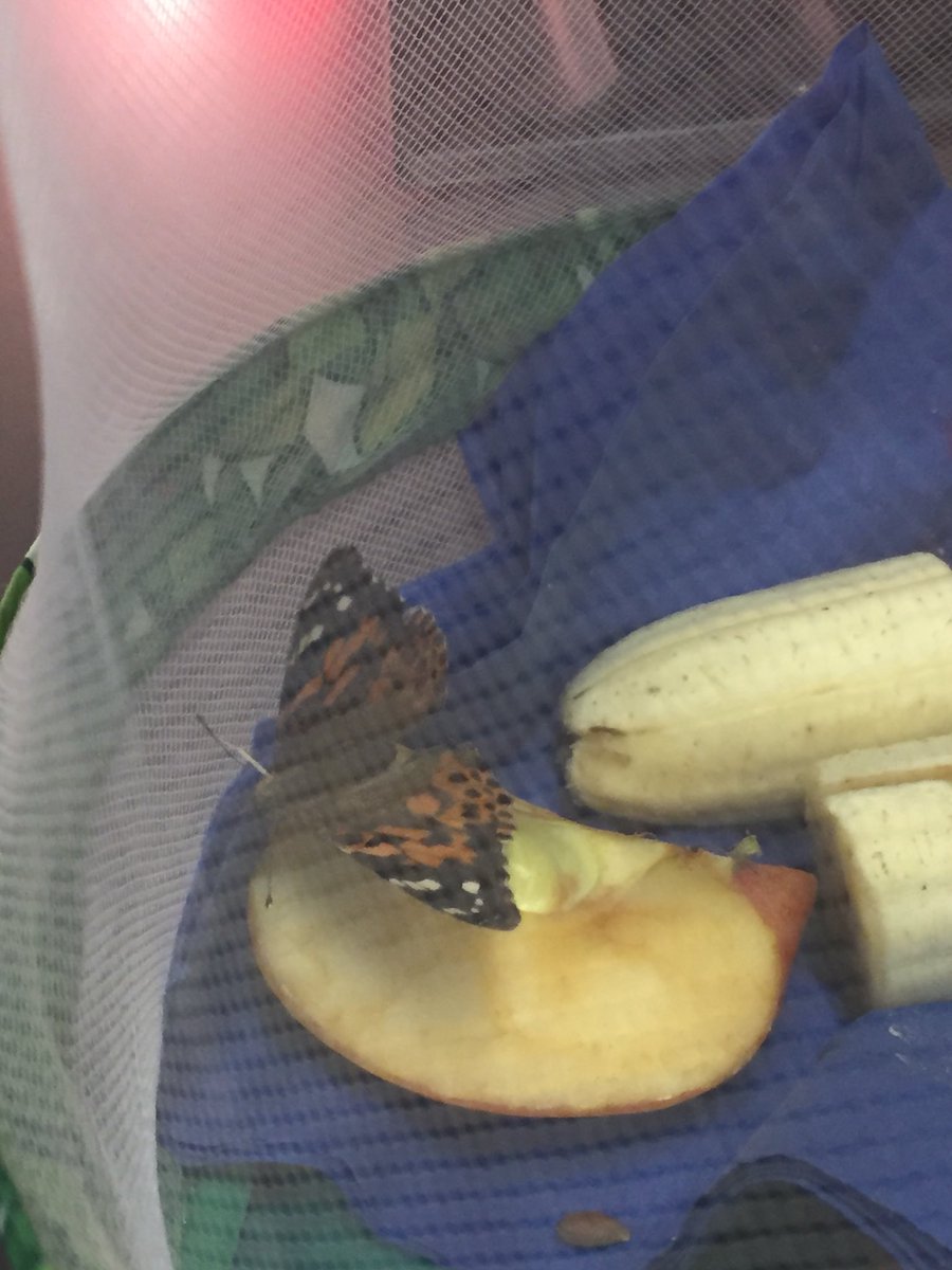 MrsBarnes5thGr's tweet image. Butterflies emerge!  #duellolearns