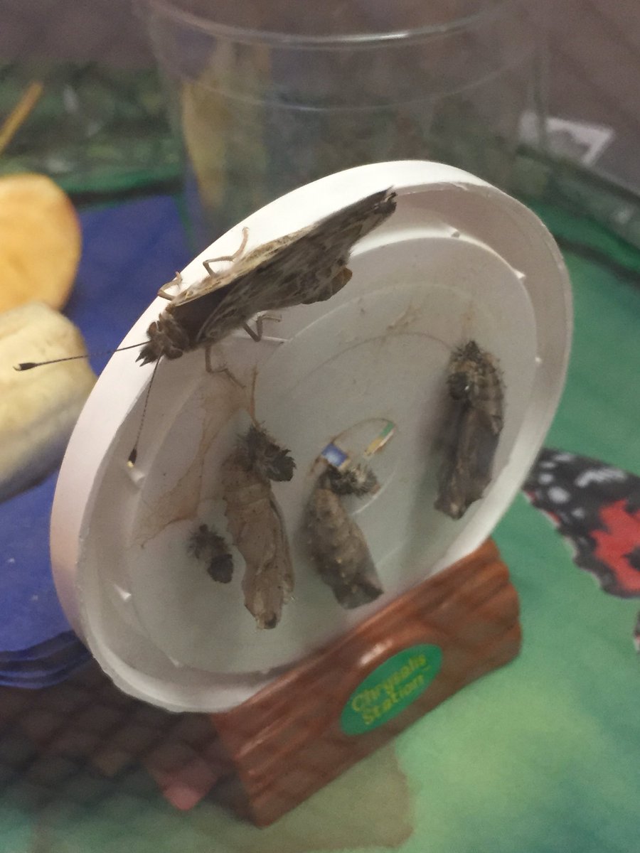 MrsBarnes5thGr's tweet image. Butterflies emerge!  #duellolearns